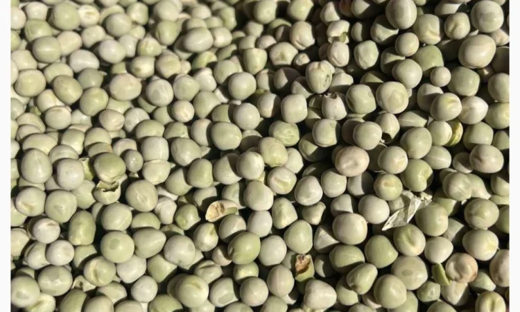 Продам горох зелений- 900 тонн - фото № 2