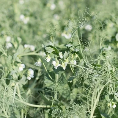 Горох ярий Есо 2р от производителя - фото № 1