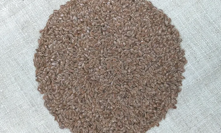 Насіння льону олійного Північна Зірка на продаж - фото № 1