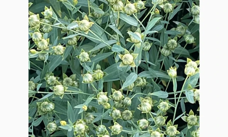 Насіння льону олійного Північна Зірка на продаж - фото № 2