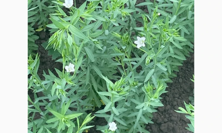 Насіння льону олійного Північна Зірка на продаж - фото № 3