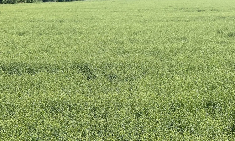 Насіння льону олійного Північна Зірка на продаж - фото № 5