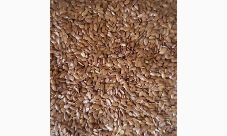 Льон (Flaxseed) на экспорт - фото № 1