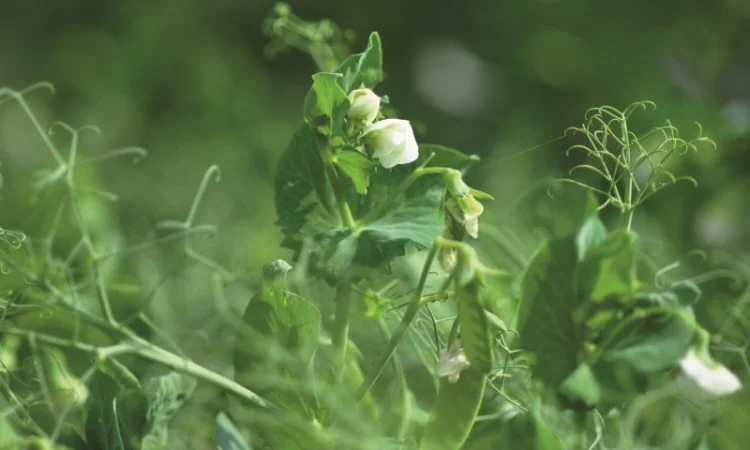 Насіння гороха Люмп (1 репродукція) с бесплатной доставкой - фото № 1