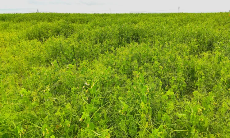 Насіння гороху Вельвет – висока врожайність, безкоштовна доставка - фото № 1