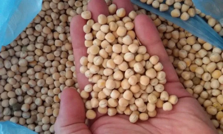 Насіння ярого гороху Оплот - фото № 1