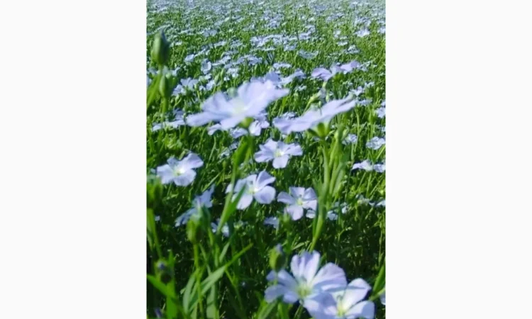 Насіння льону (водограй) - чисте - фото № 2