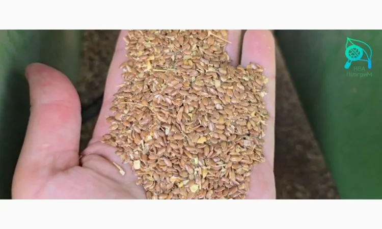 Насіння льону олійного - фото № 1