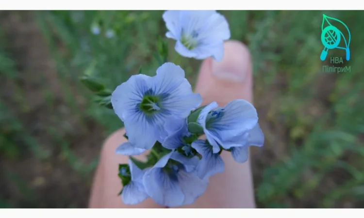 Насіння льону олійного - фото № 3