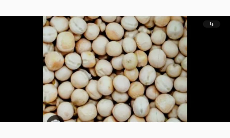 Продается горох ярий, 6,5 тонн - фото № 1