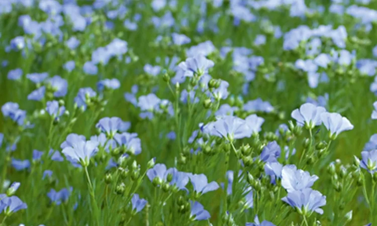 Продам посівмат льону коричневого - фото № 1