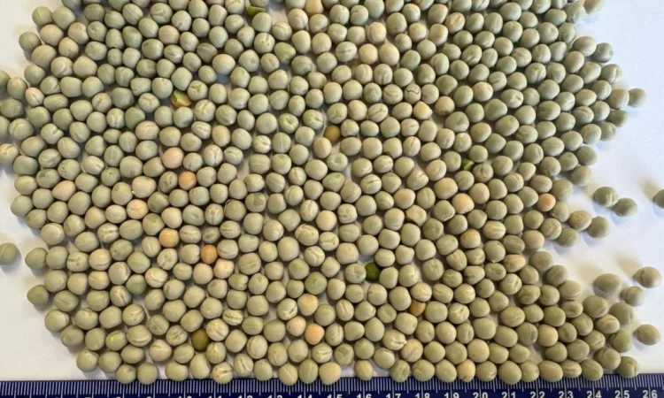 Продажа зеленого гороха на экспорт - фото № 1