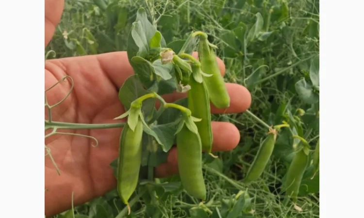 Продаж насіння гороху Оплот - фото № 1