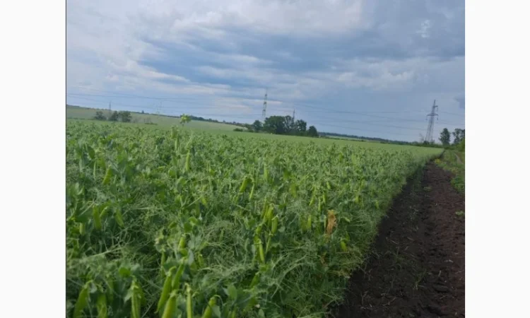 Продаж насіння гороху Оплот - фото № 2