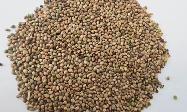 Насіння технічних конопель - фото № 1