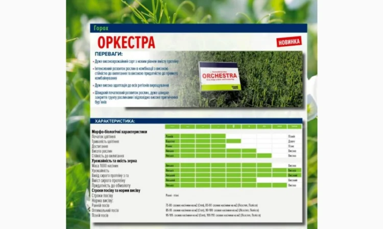 Продаж насіння жовтого гороху - фото № 1