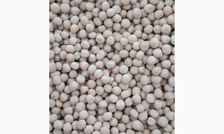 Продаж насіння жовтого гороху - фото № 4