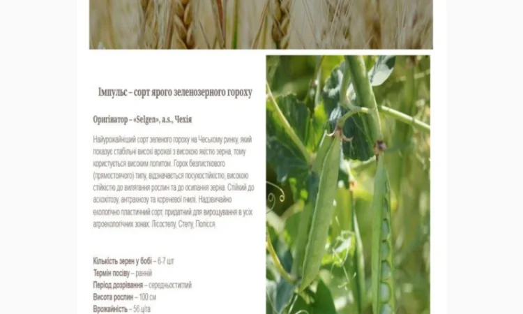 Продаж насіння жовтого гороху - фото № 5