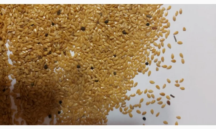 Куплю лен коричневый и золотистый 2025 года от производителя - фото № 1