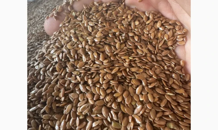 Продам лен коричневый на экспорт - фото № 1