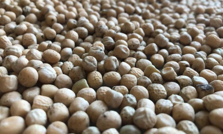 Продается желтый горох оптом - фото № 1