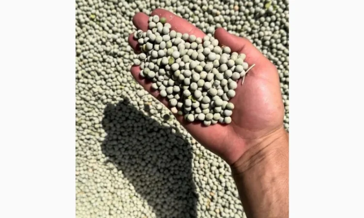 Продается зеленый горох - фото № 1