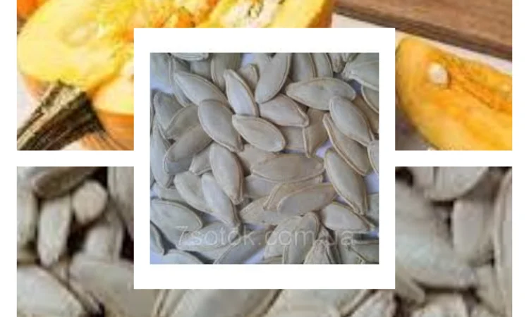 Продам насіння гарбуза - фото № 1