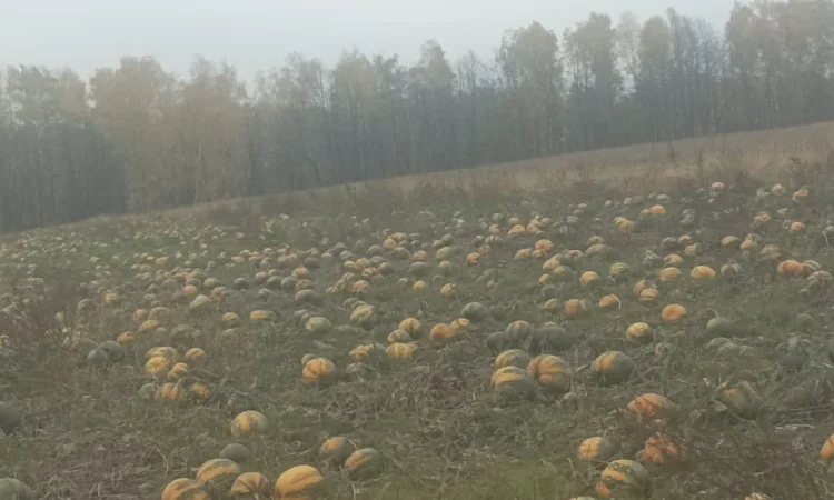 Продам посівмат голонасінних гарбузів гляйсдорфер - фото № 1