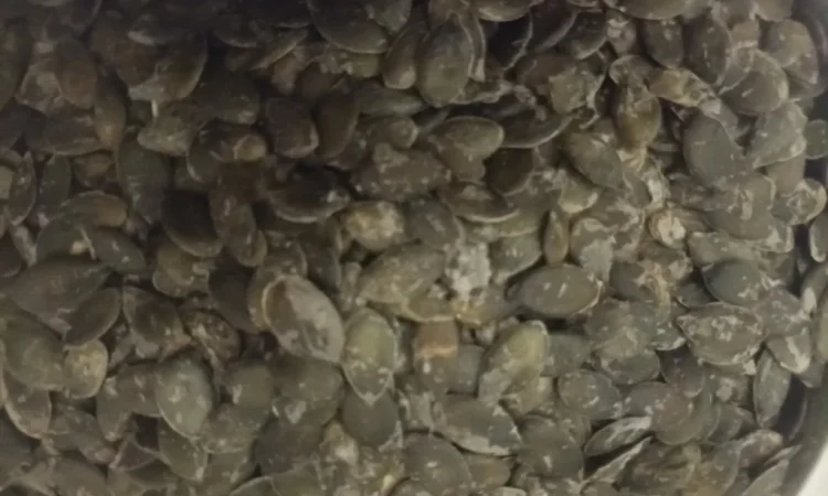 Продам посівмат голонасінних гарбузів гляйсдорфер - фото № 2