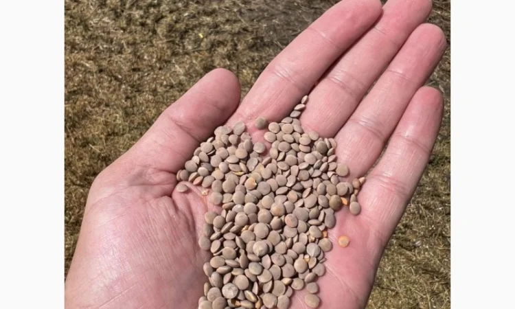 Сочевиця - фото № 1