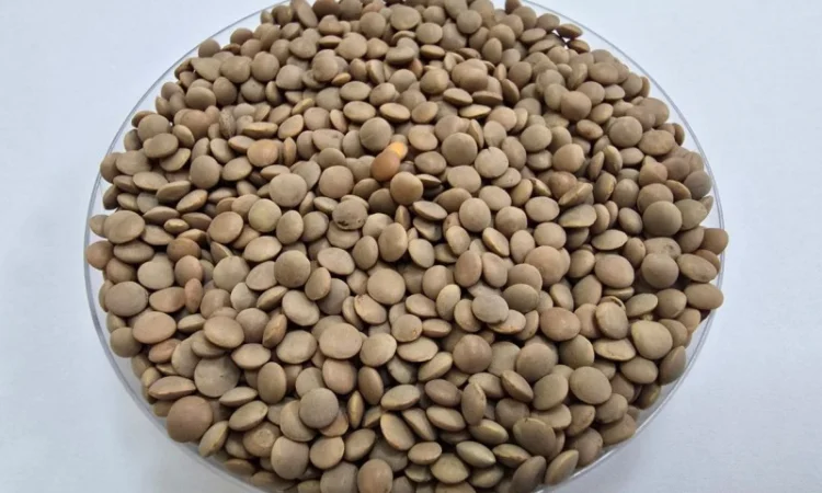 Закуповуємо сочевицю / чечевицю - фото № 1