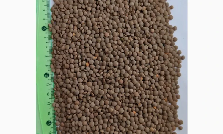 Продам сочевицю червону (Lens culinaris red)- 200т. - фото № 1
