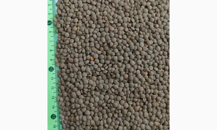 Продам сочевицю червону (Lens culinaris red)- 200т. - фото № 2