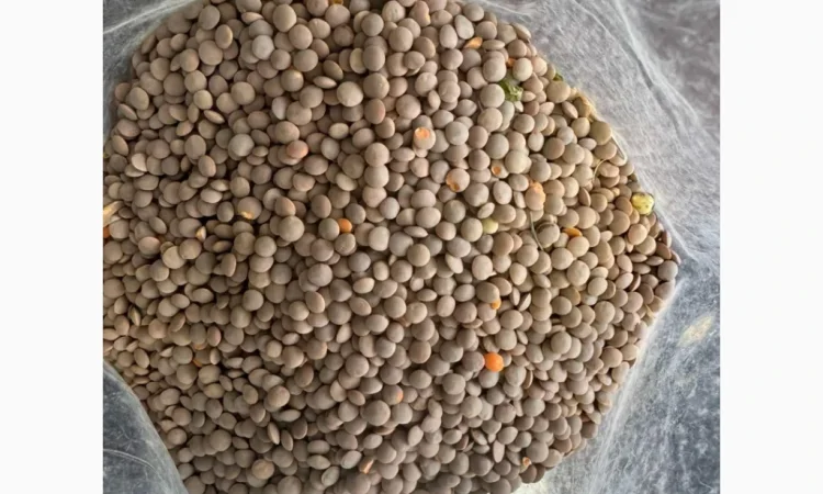 Продам сочевицю червону 28т - фото № 1
