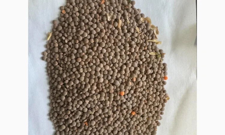 Продам сочевицю червону 28т - фото № 2