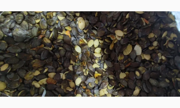 Голонасінне - фото № 1