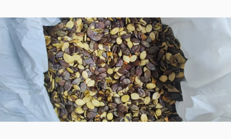 Голонасінне - фото № 2