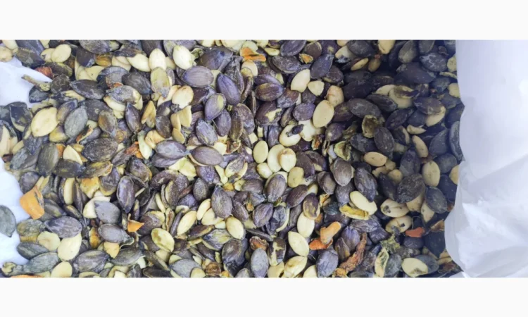 Голонасінне - фото № 3