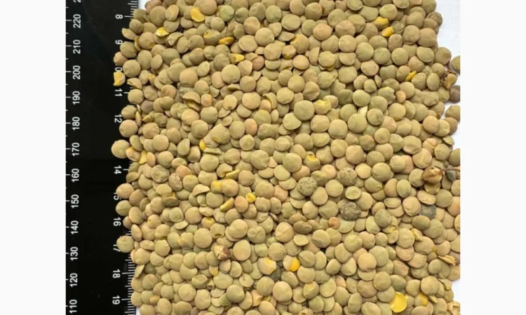 Продам сочевицю зелену 25т - фото № 1