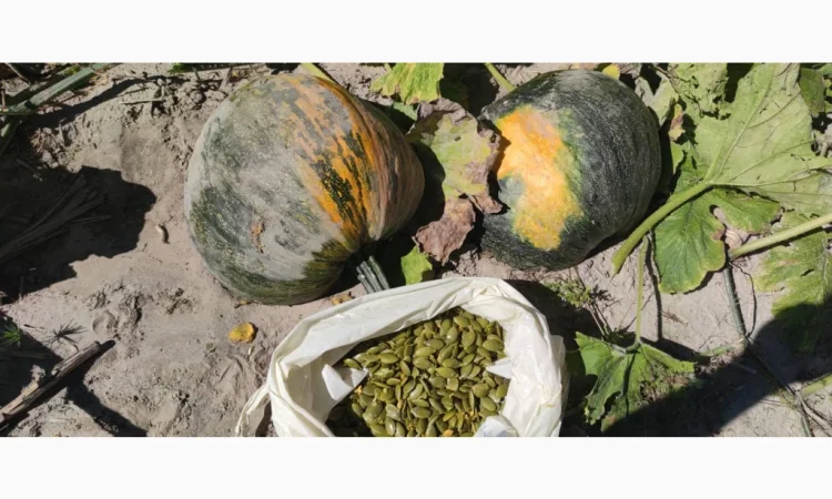 Насіння голонасінневого гарбуза - фото № 3