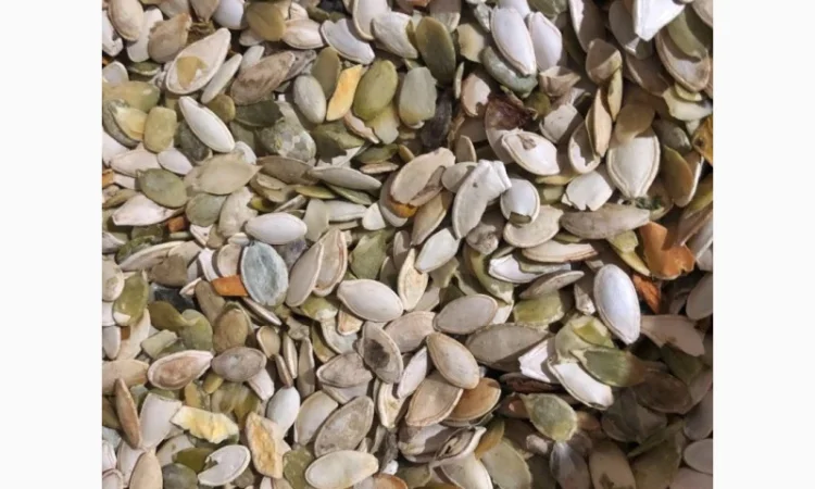 Продам відходи гарбузового насіння на олію - фото № 1
