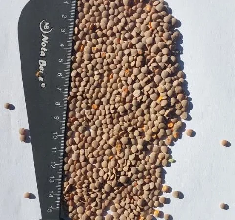 Продам сочевицю 100 т - фото № 1