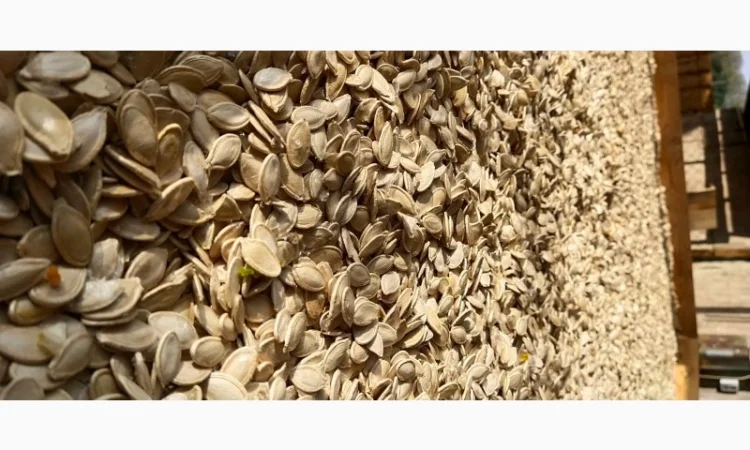 Продам насіння гарбуза - фото № 1