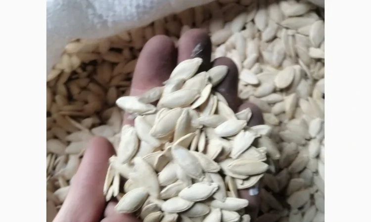 Продается кабачковое семя сорта Турка 21т - фото № 1