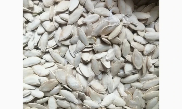 Продается кабачковое семя сорта Турка 21т - фото № 2