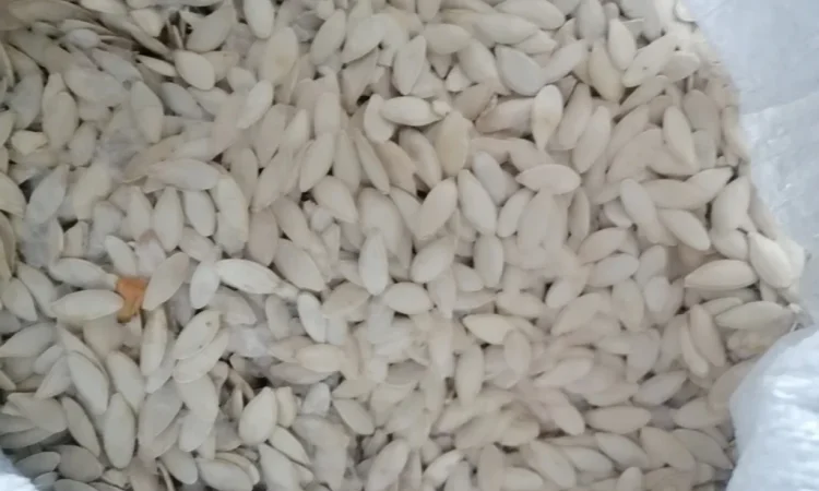 Продается кабачковое семя сорта Турка 21т - фото № 4