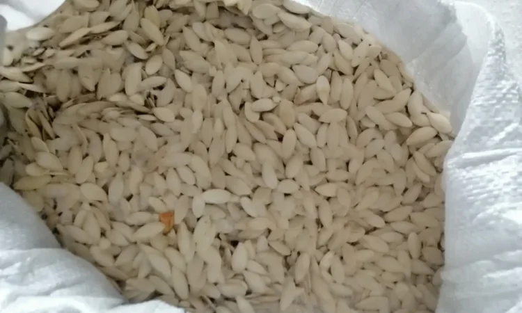 Продается кабачковое семя сорта Турка 21т - фото № 5