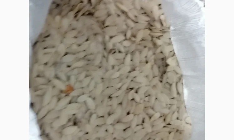 Продается кабачковое семя сорта Турка 21т - фото № 7