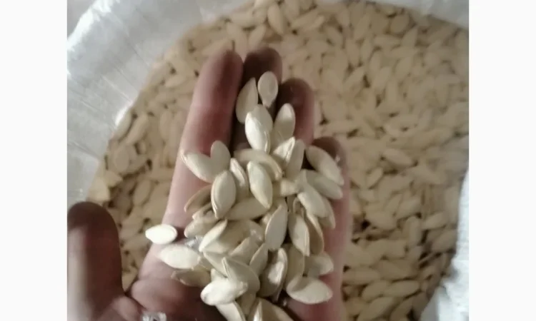 Продается кабачковое семя сорта Турка 21т - фото № 8