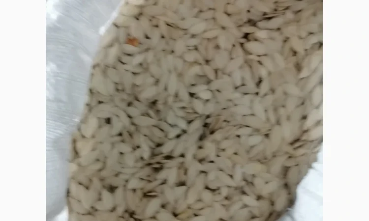 Продается кабачковое семя сорта Турка 21т - фото № 9